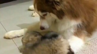 Неугомонный щенок - смотреть видео (0:41)