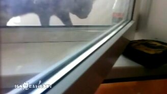 Кот против опасной вещицы - смотреть видео (0:18)