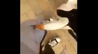 Пёс усмиряет гуся - смотреть видео (0:30)