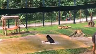 Медведь после неволи - смотреть видео (0:50)