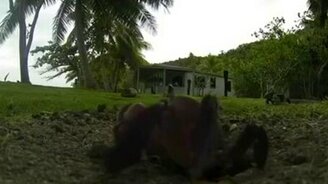 Краб и видеокамера - смотреть видео (2:18)