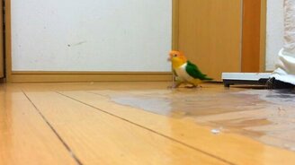 Загадочное поведение попугая - смотреть видео (2:19)