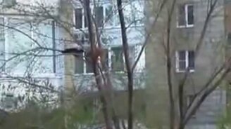 Ворона терроризирует кошку - смотреть видео (1:40)