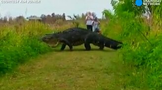 Аллигатор-гигант - смотреть видео (0:36)