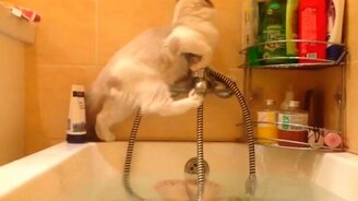 Кот на смесителе - смотреть видео (0:28)