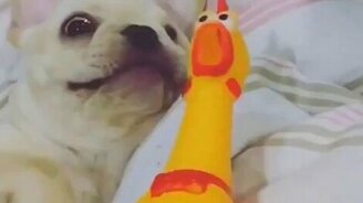 Дуэт бульдога и игрушки-курицы - смотреть видео (0:44)