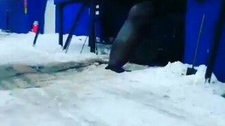 Морские хулиганы на суше - смотреть видео (0:43)