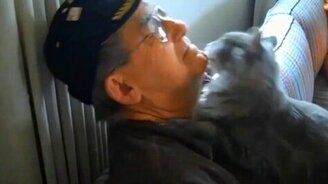 Как встречают кошки и коты хозяев - смотреть видео (3:36)