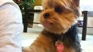 Человек, дай вкусняшку! - смотреть видео (0:24)