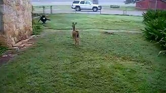 Игры оленёнка и пса - смотреть видео (4:09)