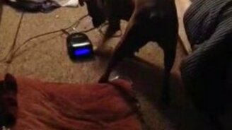 Пёс отключает будильник - смотреть видео (0:13)