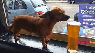 Забавные и трогательные звери - смотреть видео (5:18)