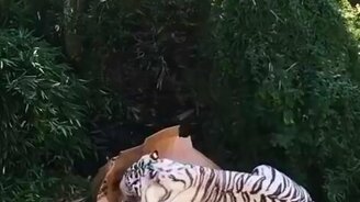 Белый тигр и картонная коробка - смотреть видео (0:18)