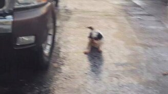 Собачонка на льду - смотреть видео (0:43)