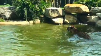 Бесстрашная утка и тигр - смотреть видео (3:15)