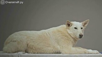 Приюти питомца! - смотреть видео (1:10)