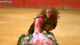 Китайский суперпетух - смотреть видео (1:48)