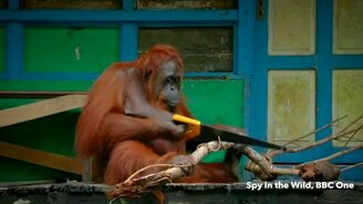 Дай орангутану пилу... - смотреть видео (1:00)