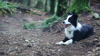 Велосипедист и его шустрый пёс - смотреть видео (2:22)