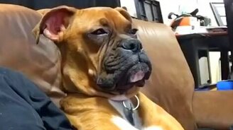 Собаку клонит в сон - смотреть видео (1:00)