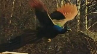 Как летают павлины - смотреть видео (0:38)