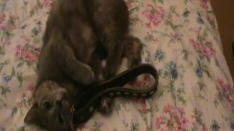 Когда любимого пса нет рядом - смотреть видео (1:10)