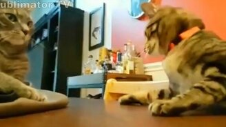 Приколизмы с котами и кошками - смотреть видео (10:03)