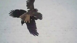 Атака сокола от первого лица - смотреть видео (3:19)