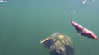Черепаха прогнала водолазов - смотреть видео (2:47)