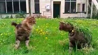 Чудище из травы - смотреть видео (1:02)