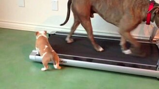 Щенок против беговой дорожки - смотреть видео (3:49)