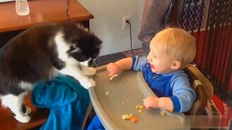 Подборка приколов на кошачью тему - смотреть видео (8:00)