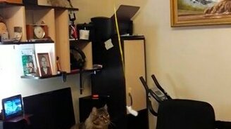 Основательная игрушка для кота - смотреть видео (0:21)