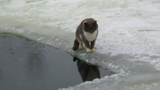 Кот поймал рыбу в проруби - смотреть видео (0:41)