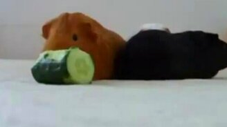 Очередь за огурцом - смотреть видео (1:17)