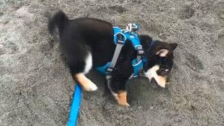 Щенок смешно роет ямку - смотреть видео (0:22)