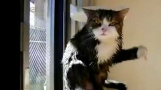 Фанки кот - смотреть видео (0:20)