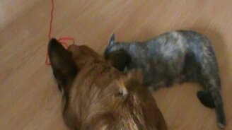 Грязное ухо - не беда! - смотреть видео (1:10)