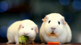 Свинка задумалась о жизни - смотреть видео (0:43)