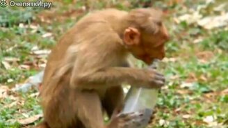 Забавные обезьянки - смотреть видео (3:35)