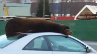 Морской лев на крыше машины - смотреть видео (1:08)