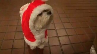 Пёс-олень - смотреть видео (0:42)