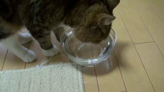 Умелые лапки Мару - смотреть видео (2:56)