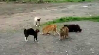 Главный пацан на деревне - смотреть видео (2:42)