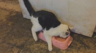 Коты в видеоприколах - смотреть видео (5:30)