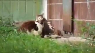 Крыса - это вам не мышка - смотреть видео (0:51)