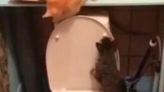 Котята изучили унитаз - смотреть видео (0:32)