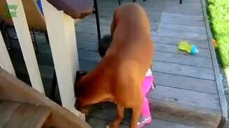 Собаки заступаются за детишек - смотреть видео (2:42)