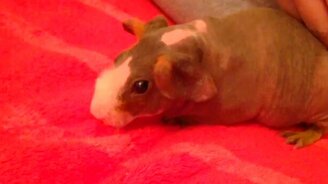 Смешной домашний зверёк - смотреть видео (0:49)