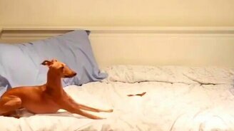 Собака и вкусняшка - смотреть видео (0:53)